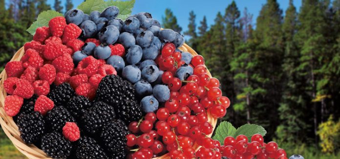 misto-frutti-di-bosco-surgelati-bosco-reale