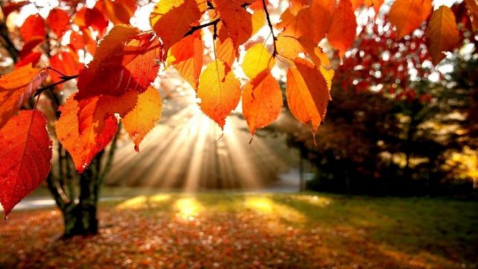 Autumn-18-770x433