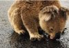 Video/ Momenti drithërues: Koala e etur pi ujë në rrugë nga reshjet e shiut