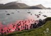 Vrasja e balenave në ishujt Faroe, denoncimi i Sea Shepard: ‘Masakër e ritualizuar’