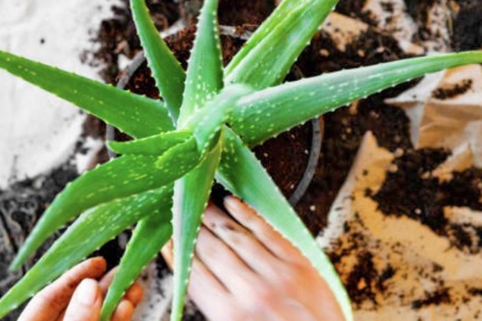 aloe123-750x500