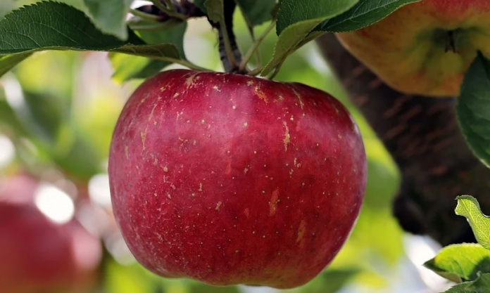 FRUTA-FREE