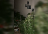 81 vazo me kanabis dhe llamba për rritjen e bimës narkotike, pamje nga ‘shtëpia e barit’ në Tiranë