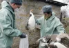 Për të parandaluar gripin e shpendëve! Holanda do të asgjësojë 29 mijë pula
