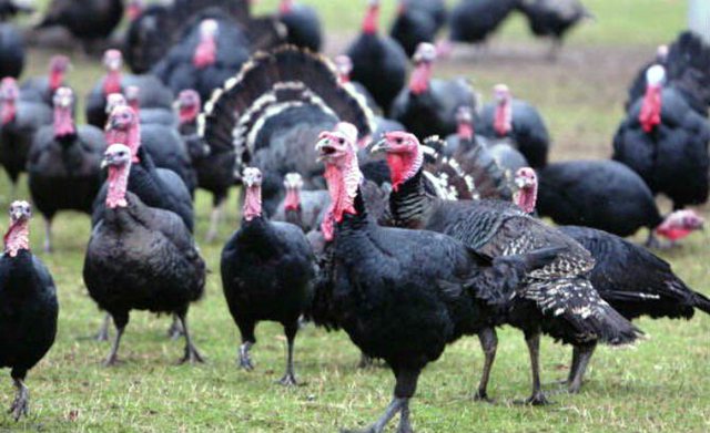  Gjel grek  për festa  importi ul çmimet dhe dëmton fermerët në zonën e Lushnjës