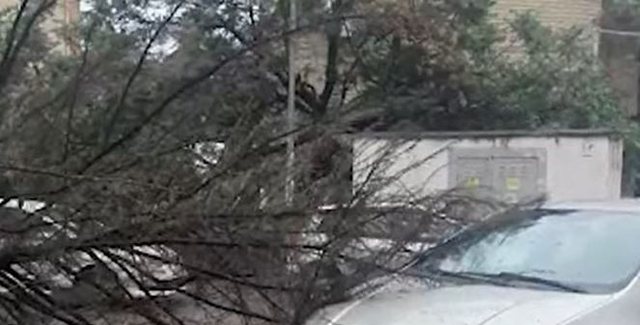 Moti i keq në Vlorë  Era e fortë rrëzon pemën mbi automjetet e parkuara