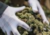 Roskovec/ 48-vjeçari në pranga, kultivonte marijuanë në tokën e tij (EMRI)