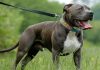 Qeni pitbull sulmoi 84-vjeçarin, policia e Durrësit arreston pronarin e kafshës. Akuzohet për…