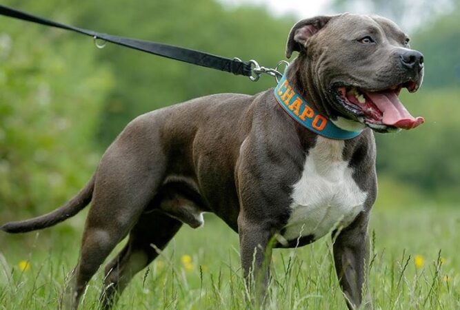 Pitbull-review-667x450