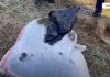 26.4 kg drogë në shtëpi, babë e bir ‘surprizohen’ nga policia në Malësi të Madhe