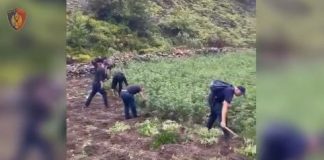 Spiunoi fqinjin për kultivim kanabisi, i zbulohet parcela e tij me 150 rrënjë kanabis