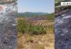Ndezën zjarr për të djegur mbeturinat, marrin flakë qindra pemë ulliri, arrestohet një person dhe procedohen dy të tjerë në Elbasan