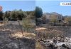Dogjën sipërfaqe toke me bimësi dhe ullinj, procedohen penalisht dy autorët në Vlorë