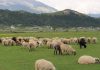 Shqipëria merr masa për të frenuar hyrjen nga Greqia të murtajës së bagëtive të imta, ngrihen 7 grupe kontrolli