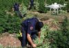 Gjirokastër/ Asgjësohen 63 bimë kanabisi të kultivuara në një terren të vështirë, shpallet në kërkim autori