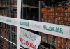 Bllokimi i 20 tonë mandarinave me pesticide, AKU kontrolle në pikat e e grumbullimit