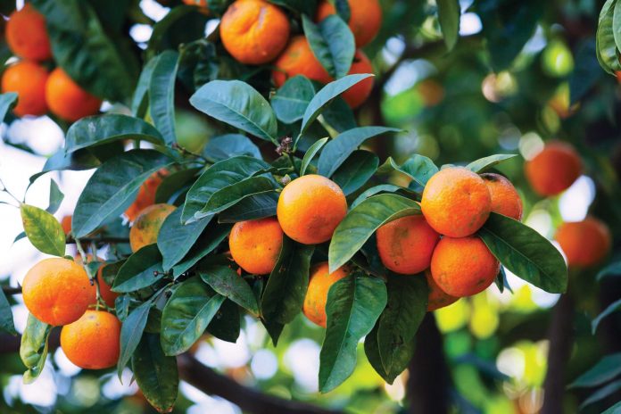mandarina