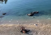 VIDEO/ Viti 2025 nis me zhytje në Vlorë, qytetarët sfidojnë temperaturat
