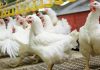 Mijëra shpendë të ngordhur, Drejtoria Rajonale e Veterinarisë vendos në karantinë fermën në Durrës