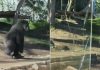 Panik në Kopshtin Zoologjik të San Diegos, gorilla thyen barrierën prej xhami