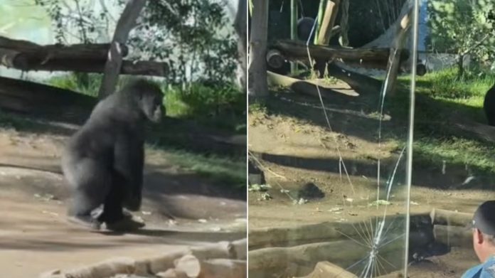 arthrou-gorilla