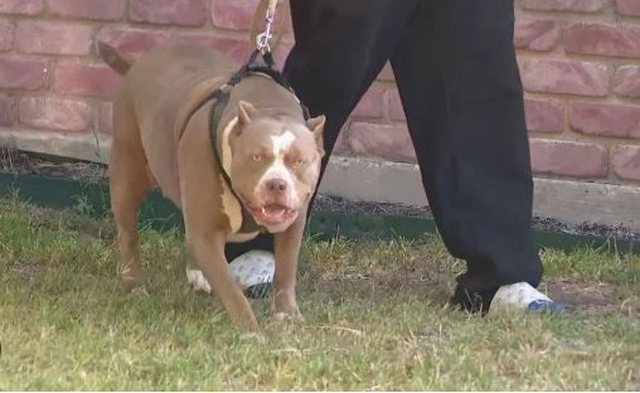 Greqi  pit bulli sulmon për vdekje fëmijën 18 muajsh të shqiptarit  po luante në oborrin e shtëpisë 