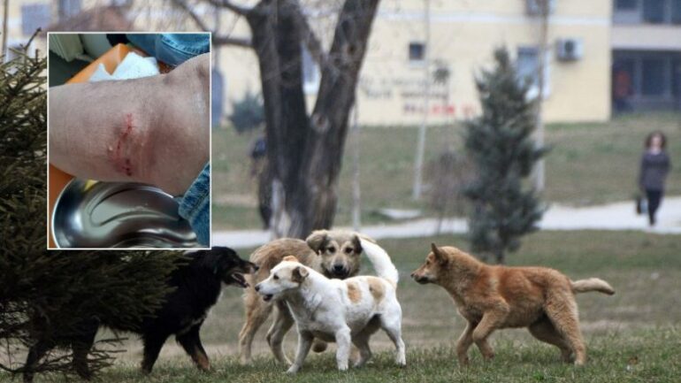 Qentë endacakë bëjnë kërdinë në Klos  5 persona përfundojnë në spital