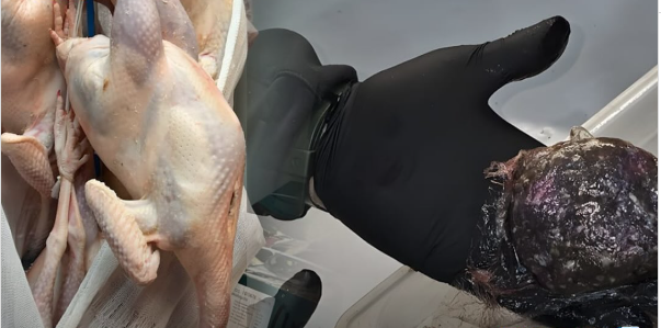 Do hidheshin në treg  konfiskohen 12 ton qofte dhe gjela deti të mykur