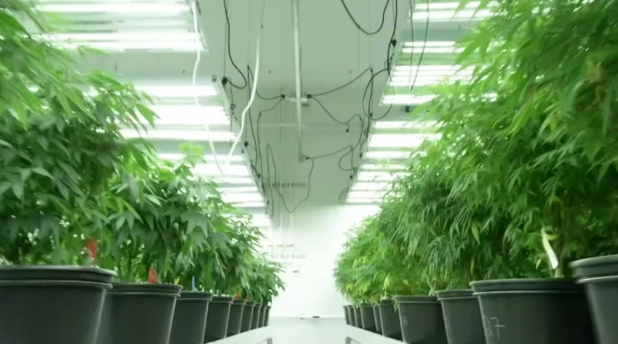 Mafia shqiptare mbush Gjermaninë me kanabis  Media publike  Zbulohet plantacioni i dytë në pak ditë