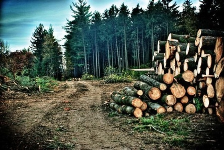 Gati koncesioni  4000 ha pyje do zhduken për dru zjarri  lëndë ndërtimi dhe mobilje