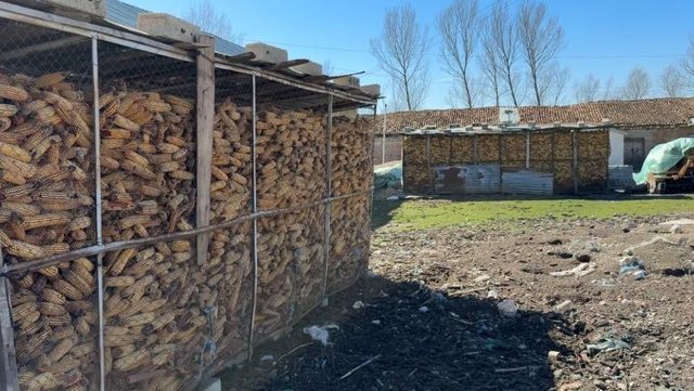 Stoku i misrit vendas  Fermerët e Maliqit me hambarët plot  në treg shitet misër serb