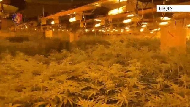 Kanabisi në banesën e drejtorit të burgut të Rrogozhinës  Policia  Arrestohet faturisti i energjisë elektrike  në kërkim 4 të tjerë  EMRAT 