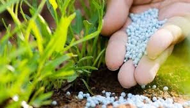 Çmimi i plehrave kimikë rritet me 1400 lek kuintal brenda muajit  fermerët në krizë  S e përballojmë  Tregtarët   Faji  i luftës