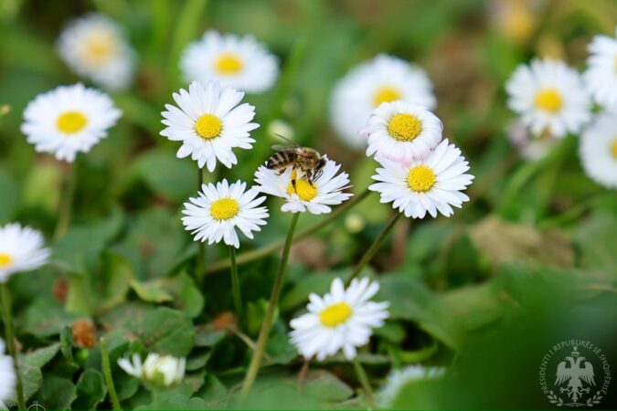 Dita e Verës  presidenti Begaj  Sjellte gëzim në çdo familje shqiptare 