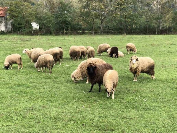 Miratohet Skema Kombëtare e Bujqësisë 2026  Rriten subvencionet për bagëtitë dhe të mbjellat