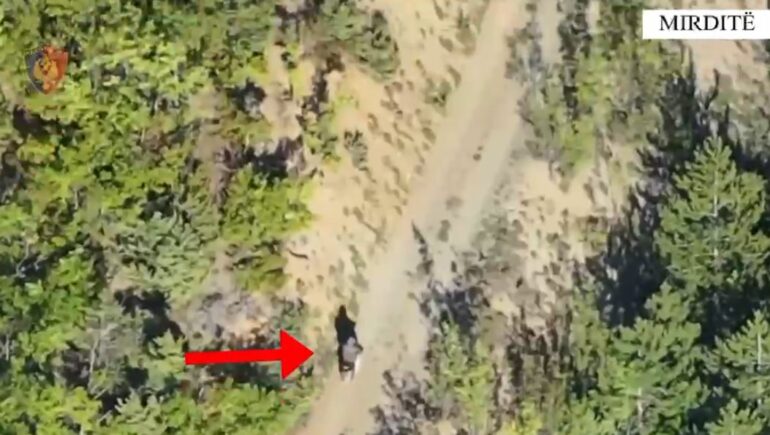 Operacion antidrogë në Mirditë  zbulohet kanabis në zonën pyjore  arrestohet 27 vjeçari