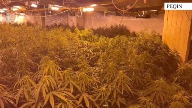 Me  dorë të hekurt   Kanabisi i fshehur në magazinën e ish drejtorit të burgut të Rrogozhinës  Pezullohen nga puna 7 punonjës policie në Peqin