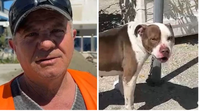 Ngjarja e rëndë në Vlorë  pitbulli kafshon në kokë 4 vjeçaren  futet në operacion  E shpëtoi një qytetar