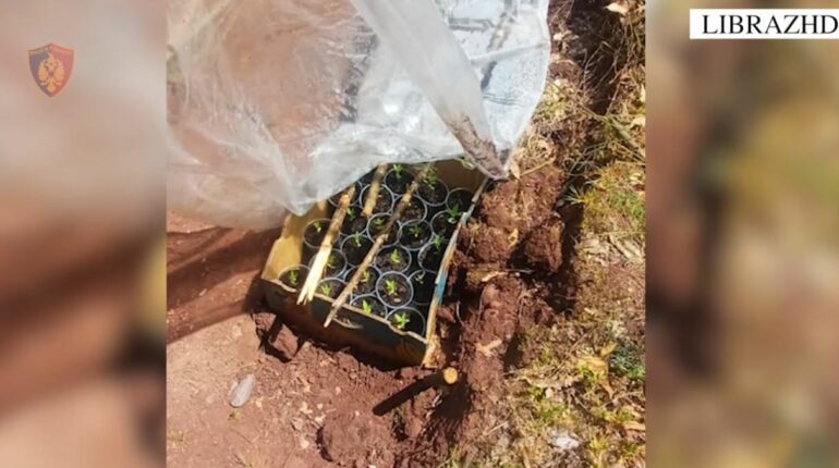 Kishin kultivuar në platforma polistiroli fidanë kanabisi  dy të arrestuar në Librazhd