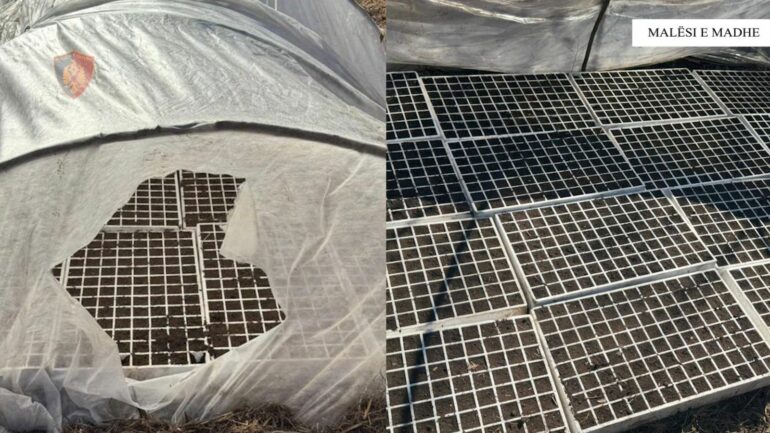 Operacion në Malësinë e Madhe  zbulohen platforma kanabisi  në kërkim autorët