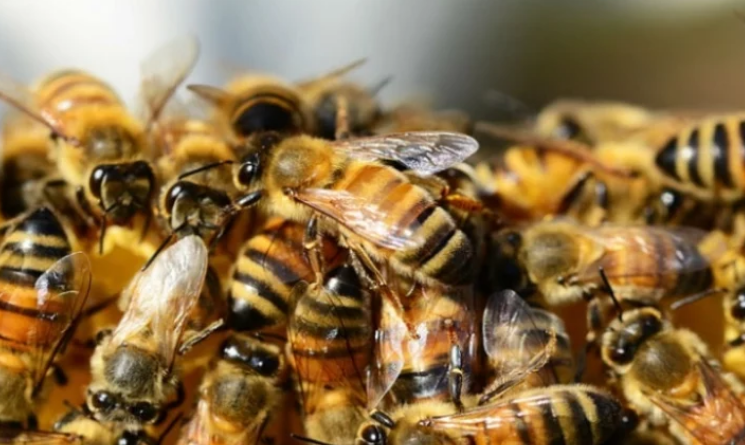 Lajmi i mirë për të sëmurët me kancerin e gjirit   çelësi  janë  bletët