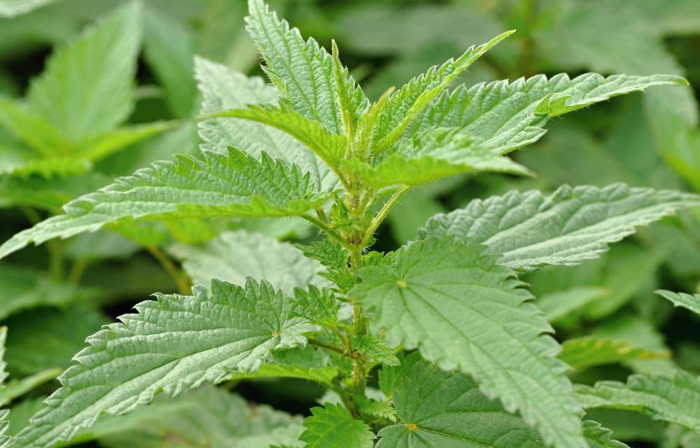 Vetitë kuruese të hithrës  ja si ta përdorni për efekte të mrekullueshme