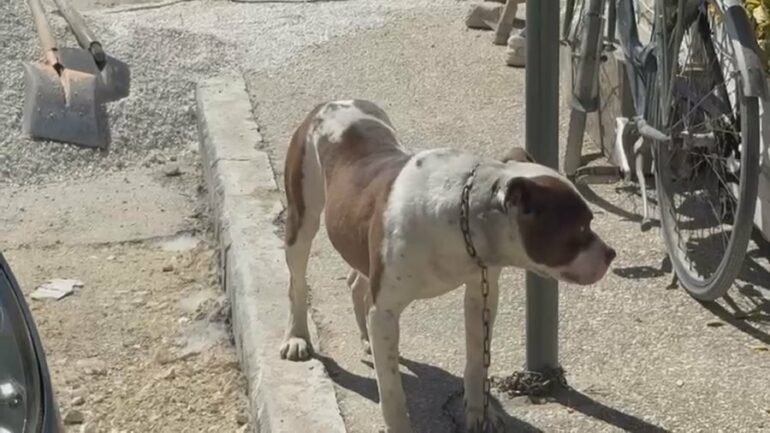 Qeni kafshoi në kokë 4 vjeçaren  zbulohet pronari i Pitbullit  Procedohet 87 vjeçari në Vlorë