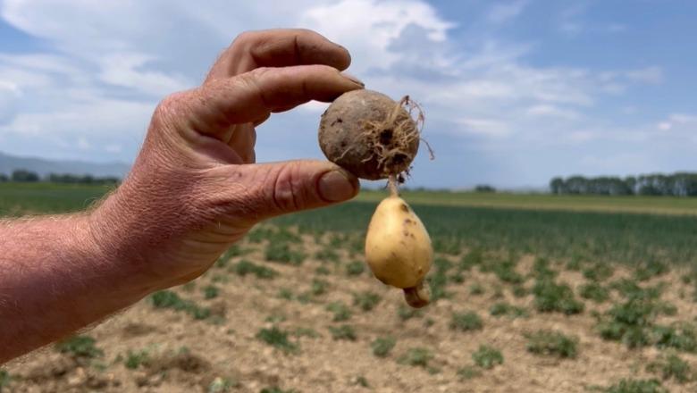 Dëme kolosale në Maliq nga farat e skaduara  Fermerët  75  e patates s ka mbirë fare dhe ajo që ka mbirë është e prishur