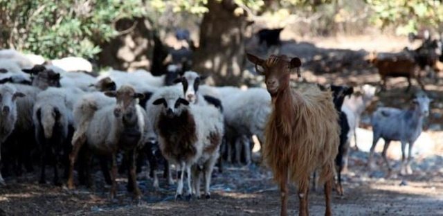 Rikthehet murtaja e bagëtive  dy ferma blegtorale në Dajç preken nga murtaja  Karantinë për bagëtitë e imta