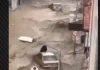 VIDEO/ Moti i keq në Turqi, lumenjtë dalin nga shtrati, qindra banesa të përmbytura dhe 12 të plagosur