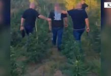 Asgjësohen mijëra bimë kanabisi në Kurbin/ Një i arrestuar, në kërkim bashkëpunëtori