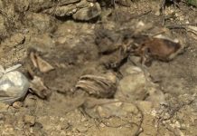 Dhjetëra krerë bagëti të ngordhura hidhen në përrua në Këlcyrë, banorët denoncojnë ndotjen mjedisore