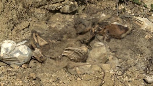 Dhjetëra krerë bagëti të ngordhura hidhen në përrua në Këlcyrë  banorët denoncojnë ndotjen mjedisore
