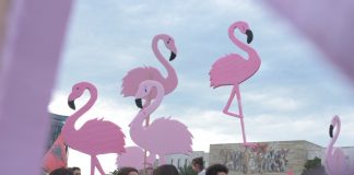 Suplementi Pena Shqipatre/ Petrit Beqiri: Flamingo